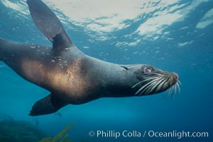 Guadalupe fur seal, Islas San Benito.