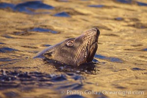 Guadalupe fur seal bull.