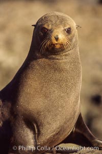 Guadalupe fur seal.