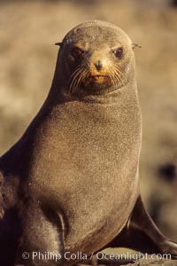 Guadalupe fur seal, Arctocephalus townsendi, Guadalupe Island (Isla Guadalupe)