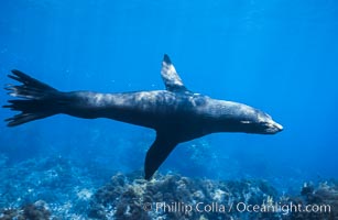 Guadalupe fur seal, Arctocephalus townsendi, Guadalupe Island (Isla Guadalupe)