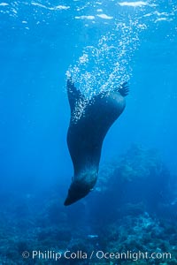 Guadalupe fur seal, bubbles emitted by dense fur coat, Arctocephalus townsendi, Guadalupe Island (Isla Guadalupe)