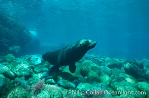 Guadalupe fur seal.