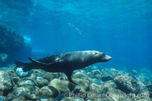 Guadalupe fur seal, Arctocephalus townsendi, Guadalupe Island (Isla Guadalupe)