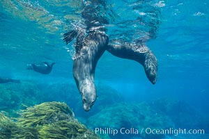 Juvenile Guadalupe fur seals, Arctocephalus townsendi, Guadalupe Island (Isla Guadalupe)