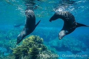 Juvenile Guadalupe fur seals, Arctocephalus townsendi, Guadalupe Island (Isla Guadalupe)