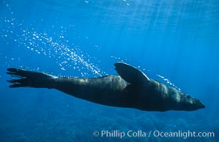 Guadalupe fur seal, bubbles emitted by dense fur coat, Arctocephalus townsendi, Guadalupe Island (Isla Guadalupe)