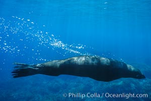 Guadalupe fur seal, bubbles emitted by dense fur coat, Arctocephalus townsendi, Guadalupe Island (Isla Guadalupe)