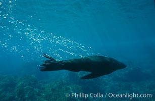 Guadalupe fur seal, bubbles emitted by dense fur coat, Arctocephalus townsendi, Guadalupe Island (Isla Guadalupe)