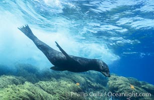 Guadalupe fur seal surfing under wave, Arctocephalus townsendi, Guadalupe Island (Isla Guadalupe)