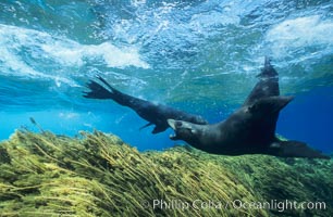 Territorial dispute between two adult males guarding their harem territories, one fur seal threatening another intruding seal, Arctocephalus townsendi, Guadalupe Island (Isla Guadalupe), Mexico.