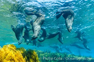 A group of juvenile and female Guadalupe fur seals rest and socialize over a shallow, kelp-covered reef.  During the summer mating season, a single adjult male will form a harem of females and continually patrol the underwater boundary of his territory, keeping the females near and intimidating other males from approaching, Arctocephalus townsendi, Guadalupe Island (Isla Guadalupe)