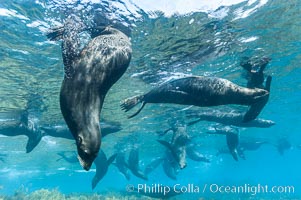 A group of juvenile and female Guadalupe fur seals rest and socialize over a shallow, kelp-covered reef.  K9726, Arctocephalus townsendi, Guadalupe Island (Isla Guadalupe)