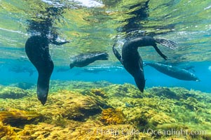 A group of juvenile and female Guadalupe fur seals rest and socialize over a shallow, kelp-covered reef.  During the summer mating season, a single adjult male will form a harem of females and continually patrol the underwater boundary of his territory, keeping the females near and intimidating other males from approaching, Arctocephalus townsendi, Stephanocystis dioica, Guadalupe Island (Isla Guadalupe)