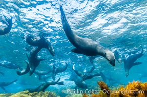 A group of juvenile and female Guadalupe fur seals rest and socialize over a shallow, kelp-covered reef.  During the summer mating season, a single adjult male will form a harem of females and continually patrol the underwater boundary of his territory, keeping the females near and intimidating other males from approaching, Arctocephalus townsendi, Guadalupe Island (Isla Guadalupe)