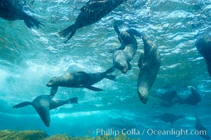 A group of juvenile and female Guadalupe fur seals rest and socialize over a shallow, kelp-covered reef.  During the summer mating season, a single adjult male will form a harem of females and continually patrol the underwater boundary of his territory, keeping the females near and intimidating other males from approaching, Arctocephalus townsendi, Guadalupe Island (Isla Guadalupe)