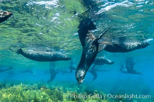 A group of juvenile and female Guadalupe fur seals rest and socialize over a shallow, kelp-covered reef.  During the summer mating season, a single adjult male will form a harem of females and continually patrol the underwater boundary of his territory, keeping the females near and intimidating other males from approaching, Arctocephalus townsendi, Guadalupe Island (Isla Guadalupe)