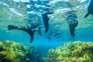 A group of juvenile and female Guadalupe fur seals rest and socialize over a shallow, kelp-covered reef.  During the summer mating season, a single adjult male will form a harem of females and continually patrol the underwater boundary of his territory, keeping the females near and intimidating other males from approaching, Arctocephalus townsendi, Guadalupe Island (Isla Guadalupe)