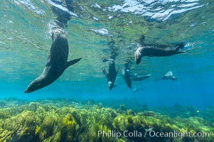 A group of juvenile and female Guadalupe fur seals rest and socialize over a shallow, kelp-covered reef.  During the summer mating season, a single adjult male will form a harem of females and continually patrol the underwater boundary of his territory, keeping the females near and intimidating other males from approaching, Arctocephalus townsendi, Guadalupe Island (Isla Guadalupe)