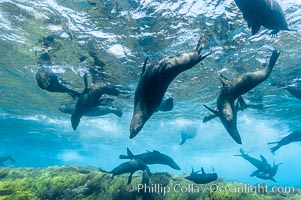 A group of juvenile and female Guadalupe fur seals rest and socialize over a shallow, kelp-covered reef.  During the summer mating season, a single adjult male will form a harem of females and continually patrol the underwater boundary of his territory, keeping the females near and intimidating other males from approaching, Arctocephalus townsendi, Guadalupe Island (Isla Guadalupe)