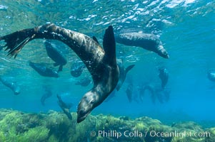 A group of juvenile and female Guadalupe fur seals rest and socialize over a shallow, kelp-covered reef.  During the summer mating season, a single adjult male will form a harem of females and continually patrol the underwater boundary of his territory, keeping the females near and intimidating other males from approaching, Arctocephalus townsendi, Guadalupe Island (Isla Guadalupe)