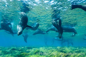 A group of juvenile and female Guadalupe fur seals rest and socialize over a shallow, kelp-covered reef.  During the summer mating season, a single adjult male will form a harem of females and continually patrol the underwater boundary of his territory, keeping the females near and intimidating other males from approaching, Arctocephalus townsendi, Guadalupe Island (Isla Guadalupe)