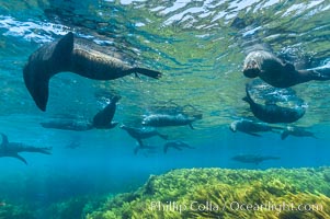 A group of juvenile and female Guadalupe fur seals rest and socialize over a shallow, kelp-covered reef.  During the summer mating season, a single adjult male will form a harem of females and continually patrol the underwater boundary of his territory, keeping the females near and intimidating other males from approaching, Arctocephalus townsendi, Guadalupe Island (Isla Guadalupe)