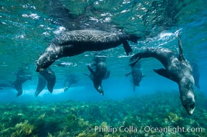 A group of juvenile and female Guadalupe fur seals rest and socialize over a shallow, kelp-covered reef.  During the summer mating season, a single adjult male will form a harem of females and continually patrol the underwater boundary of his territory, keeping the females near and intimidating other males from approaching, Arctocephalus townsendi, Guadalupe Island (Isla Guadalupe)