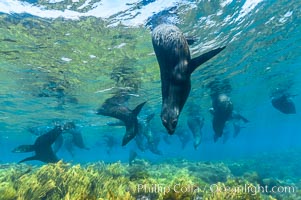 A group of juvenile and female Guadalupe fur seals rest and socialize over a shallow, kelp-covered reef.  During the summer mating season, a single adjult male will form a harem of females and continually patrol the underwater boundary of his territory, keeping the females near and intimidating other males from approaching, Arctocephalus townsendi, Guadalupe Island (Isla Guadalupe)