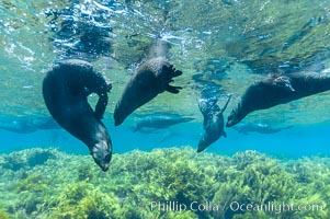 A group of juvenile and female Guadalupe fur seals rest and socialize over a shallow, kelp-covered reef.  During the summer mating season, a single adjult male will form a harem of females and continually patrol the underwater boundary of his territory, keeping the females near and intimidating other males from approaching, Arctocephalus townsendi, Guadalupe Island (Isla Guadalupe)