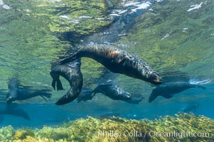 A group of juvenile and female Guadalupe fur seals rest and socialize over a shallow, kelp-covered reef.  During the summer mating season, a single adjult male will form a harem of females and continually patrol the underwater boundary of his territory, keeping the females near and intimidating other males from approaching, Arctocephalus townsendi, Guadalupe Island (Isla Guadalupe)