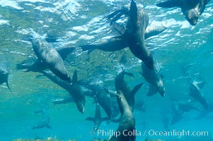 A group of juvenile and female Guadalupe fur seals rest and socialize over a shallow, kelp-covered reef.  During the summer mating season, a single adjult male will form a harem of females and continually patrol the underwater boundary of his territory, keeping the females near and intimidating other males from approaching, Arctocephalus townsendi, Guadalupe Island (Isla Guadalupe)