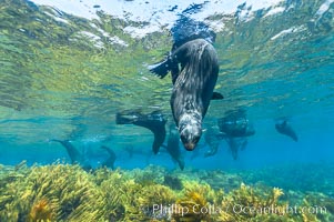 A group of juvenile and female Guadalupe fur seals rest and socialize over a shallow, kelp-covered reef.  During the summer mating season, a single adjult male will form a harem of females and continually patrol the underwater boundary of his territory, keeping the females near and intimidating other males from approaching, Arctocephalus townsendi, Guadalupe Island (Isla Guadalupe)