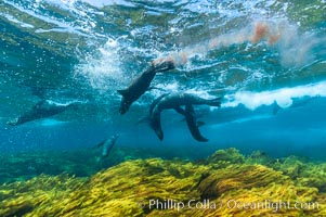 A group of juvenile and female Guadalupe fur seals rest and socialize over a shallow, kelp-covered reef.  During the summer mating season, a single adjult male will form a harem of females and continually patrol the underwater boundary of his territory, keeping the females near and intimidating other males from approaching, Arctocephalus townsendi, Guadalupe Island (Isla Guadalupe)