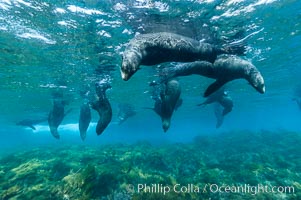 A group of juvenile and female Guadalupe fur seals rest and socialize over a shallow, kelp-covered reef.  During the summer mating season, a single adjult male will form a harem of females and continually patrol the underwater boundary of his territory, keeping the females near and intimidating other males from approaching, Arctocephalus townsendi, Guadalupe Island (Isla Guadalupe)