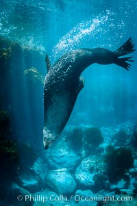 Adult male Guadalupe fur seal resting, bubbles emitted from dense, two-layered fur for which it was formerly hunted to near extinction.  An endangered species, the Guadalupe fur seal appears to be recovering in both numbers and range, Arctocephalus townsendi, Guadalupe Island (Isla Guadalupe)