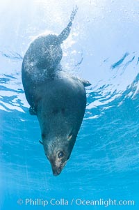 Adult male Guadalupe fur seal resting, bubbles emitted from dense, two-layered fur for which it was formerly hunted to near extinction.  An endangered species, the Guadalupe fur seal appears to be recovering in both numbers and range, Arctocephalus townsendi, Guadalupe Island (Isla Guadalupe)