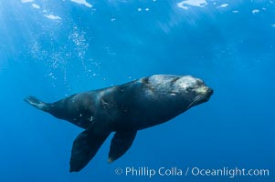 Adult male Guadalupe fur seal, acting territorially, patrolling his harem boundary.  An endangered species, the Guadalupe fur seal appears to be recovering in both numbers and range, Arctocephalus townsendi, Guadalupe Island (Isla Guadalupe)