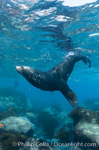 Adult male Guadalupe fur seal, acting territorially, patrolling his harem boundary.  An endangered species, the Guadalupe fur seal appears to be recovering in both numbers and range, Arctocephalus townsendi, Guadalupe Island (Isla Guadalupe)
