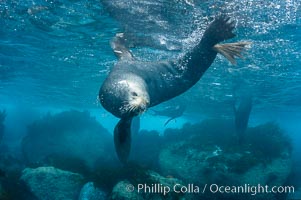 Adult male Guadalupe fur seal, acting territorially, patrolling his harem boundary.  An endangered species, the Guadalupe fur seal appears to be recovering in both numbers and range, Arctocephalus townsendi, Guadalupe Island (Isla Guadalupe)