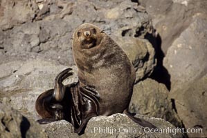 Guadalupe fur seal, Arctocephalus townsendi, Guadalupe Island (Isla Guadalupe)