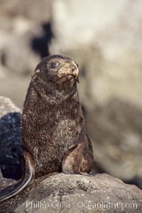 Guadalupe fur seal pup, Arctocephalus townsendi, Guadalupe Island (Isla Guadalupe)