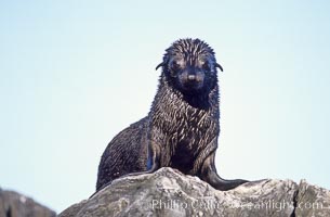 Guadalupe fur seal pup, Arctocephalus townsendi, Guadalupe Island (Isla Guadalupe)