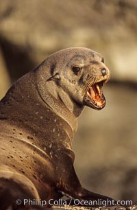 Guadalupe fur seal, Arctocephalus townsendi, Guadalupe Island (Isla Guadalupe)