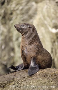 Guadalupe fur seal, Arctocephalus townsendi, Guadalupe Island (Isla Guadalupe)