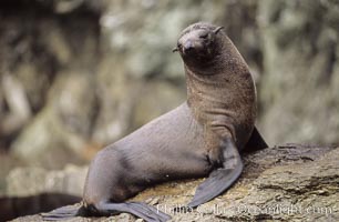 Guadalupe fur seal, Arctocephalus townsendi, Guadalupe Island (Isla Guadalupe)