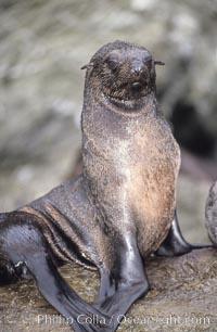 Guadalupe fur seal, Arctocephalus townsendi, Guadalupe Island (Isla Guadalupe)