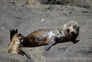 Guadalupe fur seal, Arctocephalus townsendi, Guadalupe Island (Isla Guadalupe)