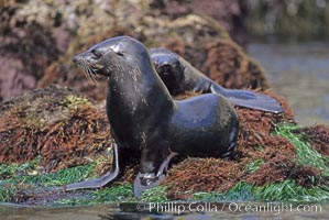 Guadalupe fur seal, Arctocephalus townsendi, Guadalupe Island (Isla Guadalupe)