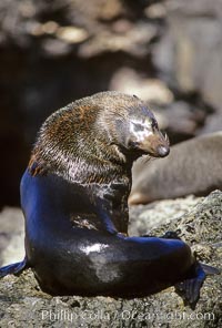 Guadalupe fur seal, Arctocephalus townsendi, Guadalupe Island (Isla Guadalupe)